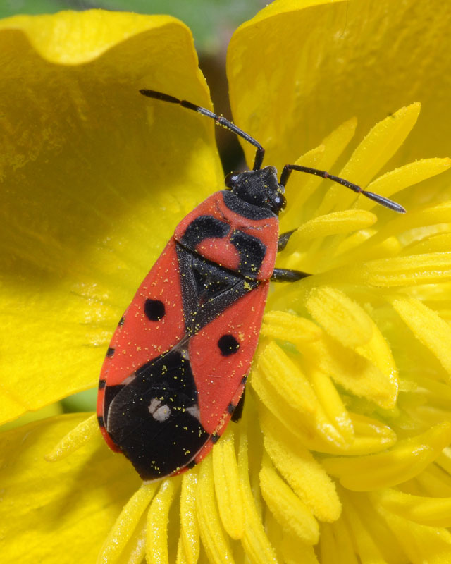 Lygaeidae Melanocoryphus albomaculatus dell''Abruzzo